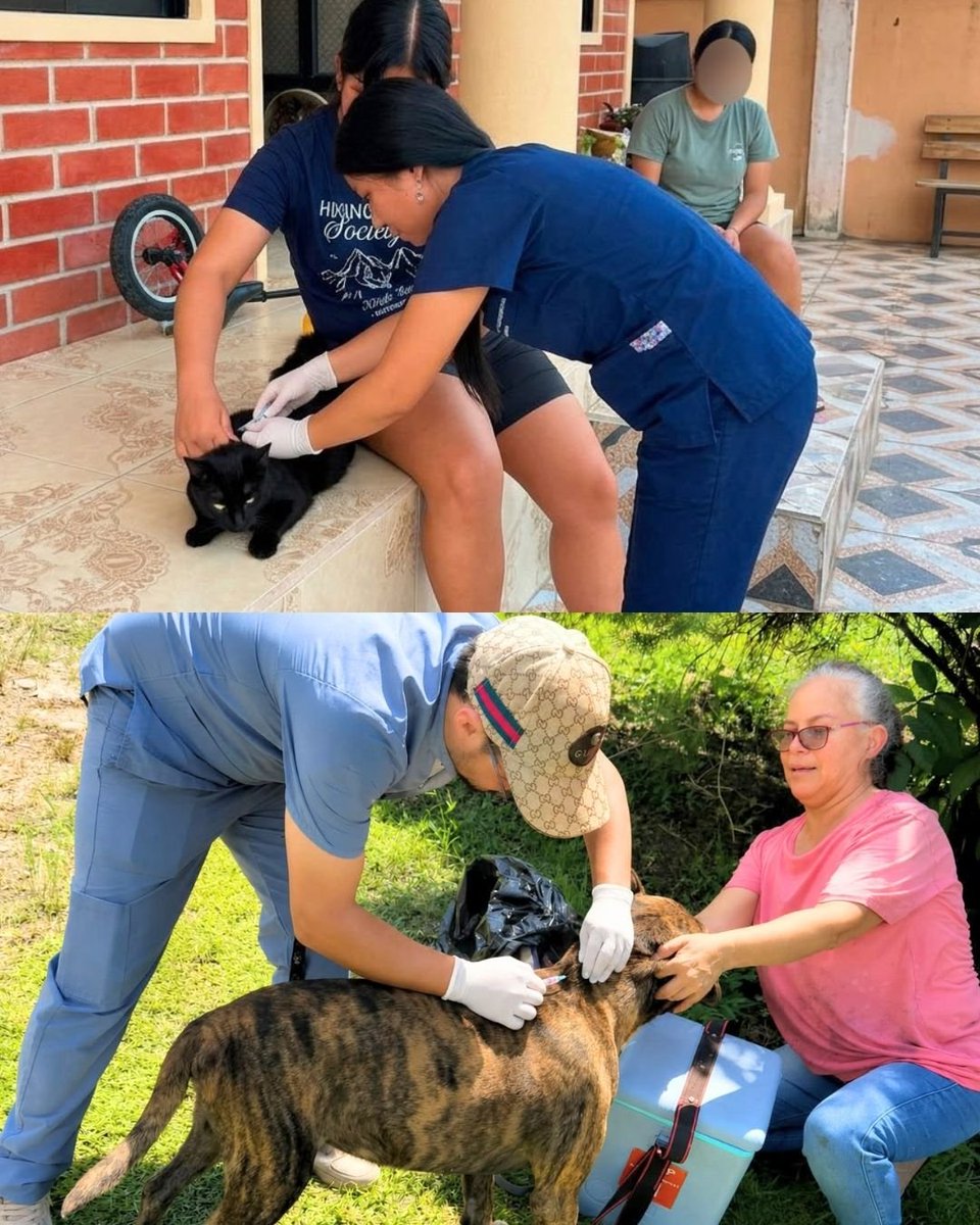 dpsmorona's tweet photo. #MoronaSantiago | 🐶💉🐱 En #LimónIndanza, #Santiago y #Tiwintza, el @Salud_Ec realiza jornadas de vacunación antirrábica para perros y gatos.

🚨 Ante mordeduras o arañazos, lava la zona con agua y jabón y acude al establecimiento de salud más cercano.
🩺 ¡Vacunar es prevenir! https://t.co/L1vELo11v0