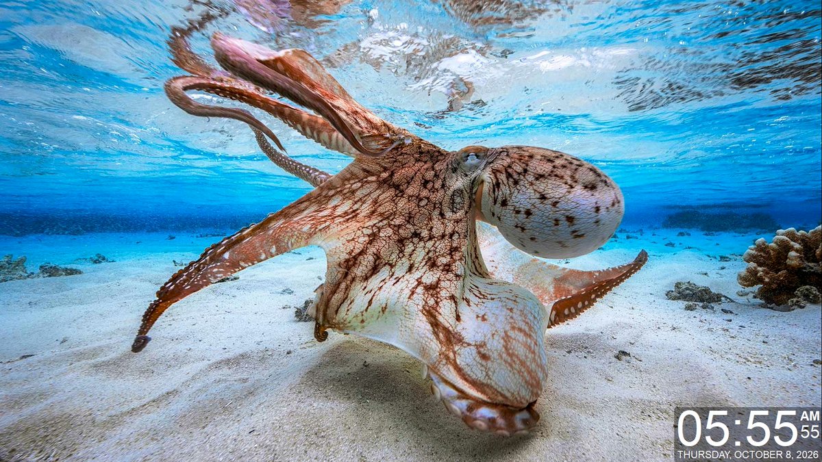 gdiObjects's tweet photo. Today's Daily Wallpaper Refresh from Bing
Now you 'sea' me... World Octopus Day
https://t.co/NdrCLBjf8d
#TodayForWindows #freedownload #tryitforyourself #imageoftheday #pictureoftheday #wallpaperoftheday
#WorldOctopusDay https://t.co/eYenTyCKuR