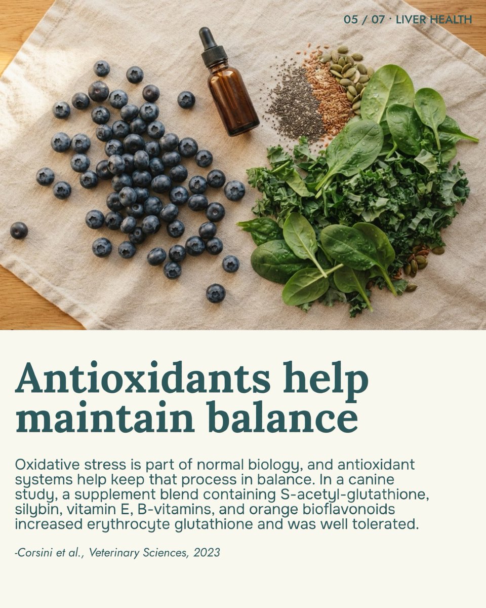 fiveleafpet's tweet photo. Oxidative stress is just part of normal biology, and the body's antioxidant systems help keep it in balance.

In another canine study, a blend with silybin, S-acetyl-glutathione, vitamin E, B-vitamins, and orange bioflavonoids supported the body's antioxidant balance and was well tolerated.

(Corsini et al., Veterinary Sciences, 2023)