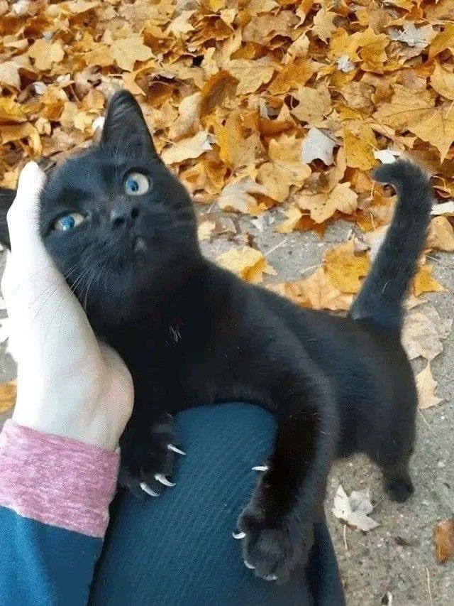 catsdotjpg's tweet photo. https://t.co/w0Il3c2ap5