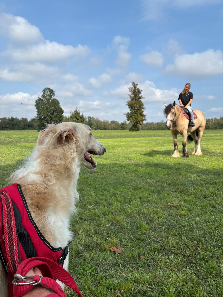 stellacl77's tweet photo. Two athletes of the open land, meeting without a word 🐕🐎
A Borzoi watching a horse is more than a beautiful encounter.

Both animals are exquisitely sensitive to movement, posture and distance reading the world through subtle changes in body language.

The Borzoi was bred to notice movement at extraordinary distances and react with astonishing speed. The horse, a highly social prey animal, is equally attentive to the movements and intentions of others.

Perhaps, in this quiet moment, the Borzoi is simply observing.

Not every gaze is a challenge.
 Sometimes, curiosity is enough.

#Borzoi #BorzoiLove #RussianWolfhound #Sighthound #DogBehavior #CanineEthology #Ethology #AnimalBehavior #Horse #EquineBehavior #AnimalCommunication #Nature #WildAtHeart #DogsAndHorses #CanineBodyLanguage

📸 Stella Clarkson 🐕 Novak