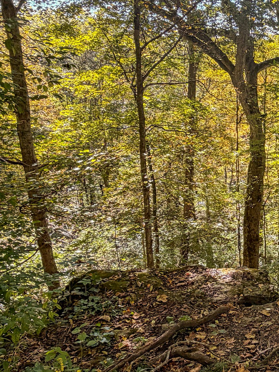 ohiodnr's tweet photo. Fall color: week 2 🍁 

We're climbing into fall, with John Byran State Park well on its way to seeing peak color. Be on the look out for sycamore and maple trees as they start to change!

Check out the updates below or on our website: https://t.co/ANmWqZcP1a

@OHHeartofitAll https://t.co/Wy4AhaXZjQ