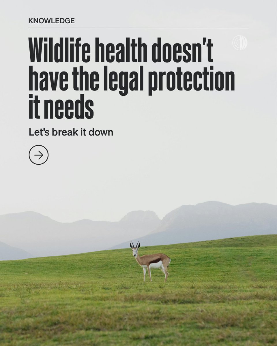 WOAH's tweet photo. Good wildlife health needs more than science, surveillance and expertise. It also needs laws that give authorities the power and responsibility to act.

To understand where the legal gaps exist, with Legal Atlas we published two comparative studies looking at legislation covering terrestrial and aquatic wildlife health.

We found that wildlife health legislation was greatly lacking across the world.

Through its Veterinary Legislation Support Programme, WOAH is now helping Members identify legal gaps and develop recommendations for stronger wildlife health legislation.

Read more about the findings from the study and how we can bridge the legal gap: https://t.co/29YMFmbkVh