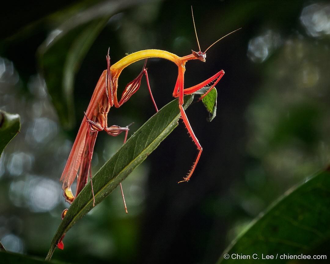 insectsdaily's tweet photo. This mantis is awesome 

Dragon Mantis (Toxodera beieri)

Diet: moths and butterflies

Region: Borneo and Southeast Asia

Fun fact: Its body mimics a dry twig, and it sways like wind-blown vegetation

Credit: Chien C. Lee / https://t.co/bkIeDtUaBn https://t.co/oVLlJnhort