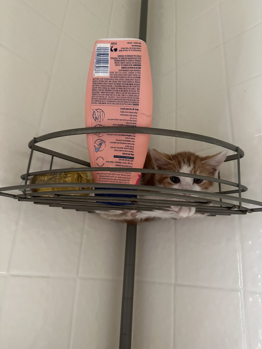 loserwlw's tweet photo. saved a kitten off the street last night and when i came into my bathroom to check on him this morning i couldn’t find him anywhere. checked the shower and this is what i see https://t.co/xnDjVJhWbX