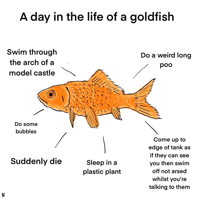 bushontheradio's tweet photo. I drew a thing about the life of a goldfish https://t.co/vk7XzP2Xfs