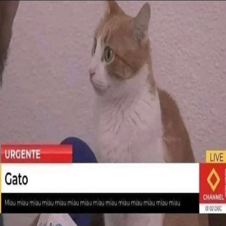 catblep's tweet photo. https://t.co/yxt3ScXTnr