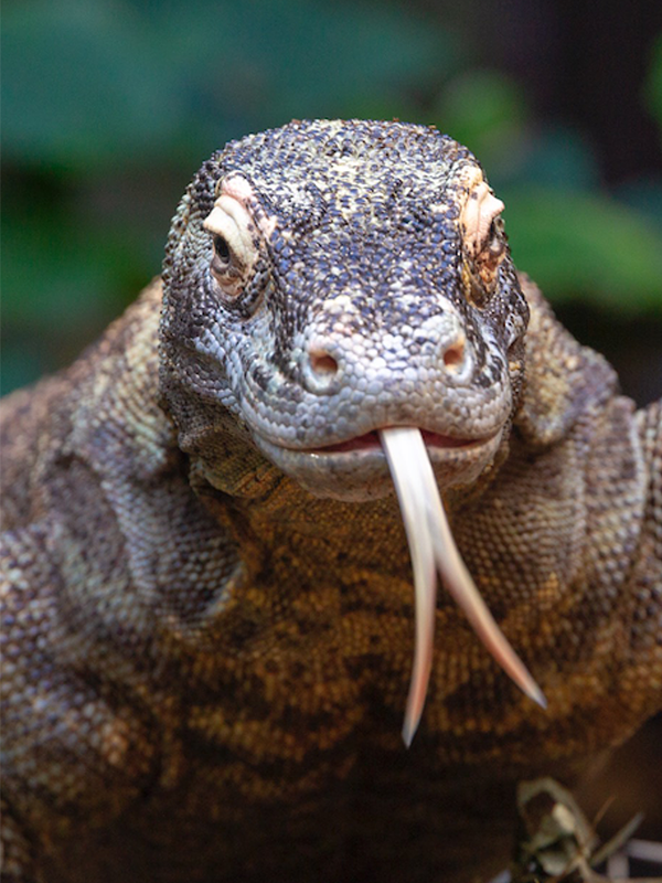 PerthZoo's tweet photo. Tongues out for a silly photo 😝😂 https://t.co/LA91es3PT2