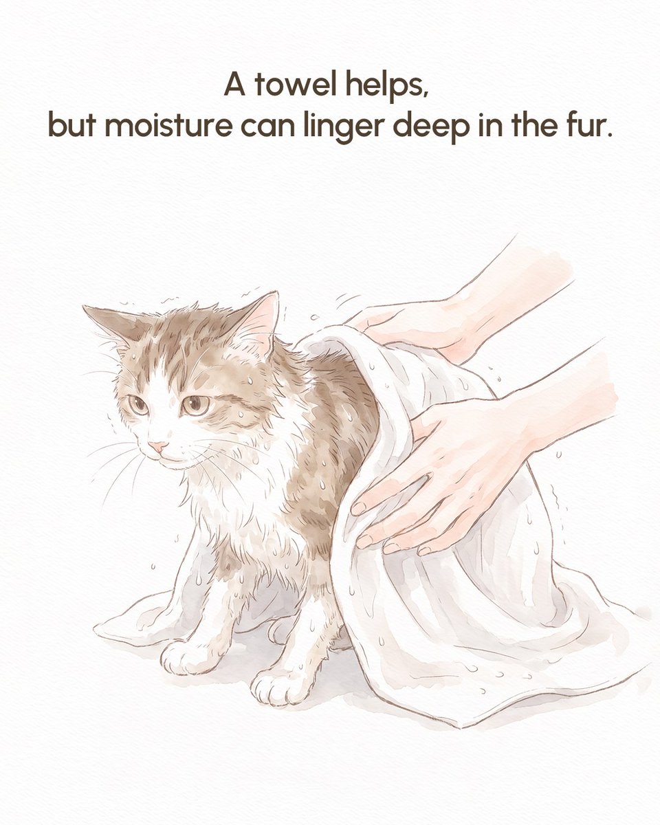 PetSnowy's tweet photo. Why does your cat shiver after a bath? 🐱💧
Wet fur can make cats lose body heat quickly, so gentle, thorough drying matters. A warm, quiet space can also help make the process more comfortable.
Swipe for more drying tips. 👉
#petsnowy #petcare #catcaretips #dryerbox #petlovers