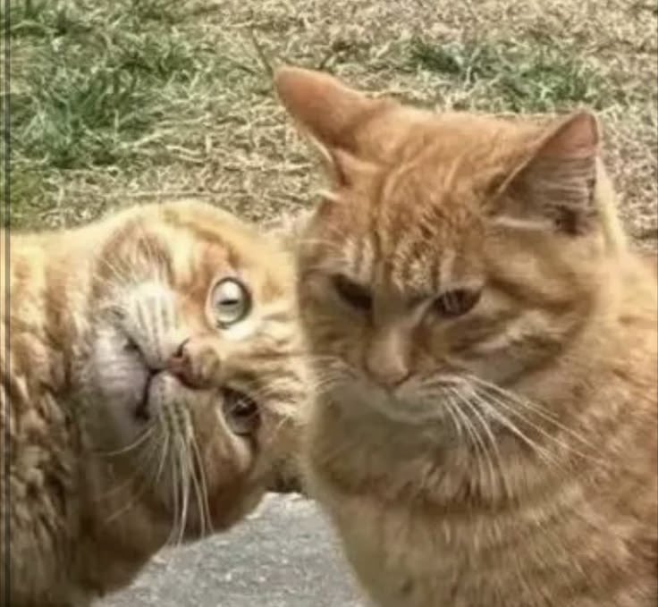 cantverstopim's tweet photo. The cats are confused https://t.co/OuW0YEFOcp