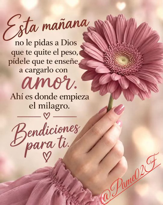An inspirational Spanish message reading 'Esta mañana no le pidas a Dios que te quite el peso, pídele que te enseñe a cargarlo con amor. Ahí es donde empieza el milagro. Bendiciones para ti' with a pink gerbera daisy and the watermark '@SPame02F'.