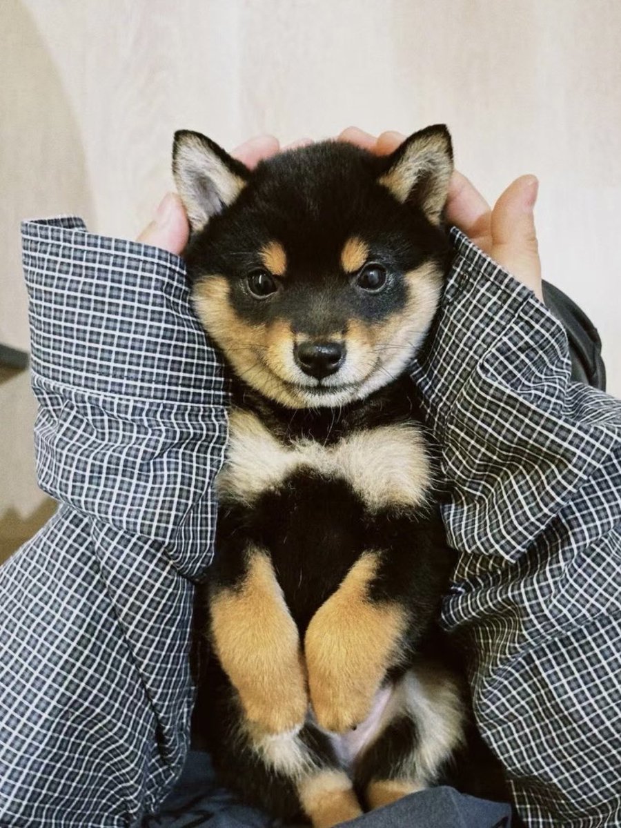 xinnongu's tweet photo. 추이 사랑해요 https://t.co/uvuvi69e5D