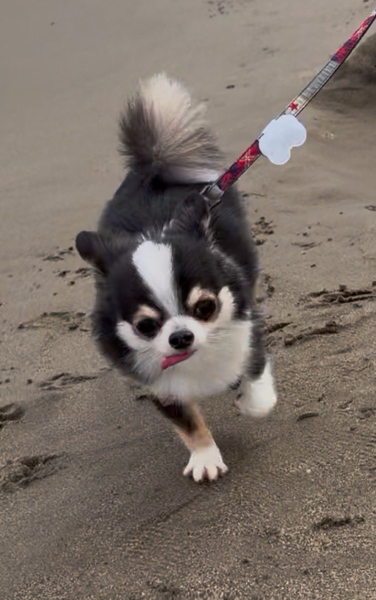 kawaii_nagaiki's tweet photo. 砂浜犬の「紅葉手🍁」まじで愛おしくてやばい
4本指だしおてて頑張って広げてる https://t.co/8ymLRGrpVu