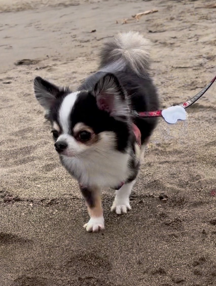 kawaii_nagaiki's tweet photo. 砂浜犬の「紅葉手🍁」まじで愛おしくてやばい
4本指だしおてて頑張って広げてる https://t.co/8ymLRGrpVu