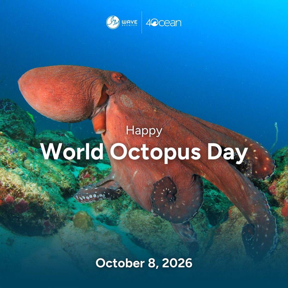 Wave_Browser's tweet photo. Eight arms, three hearts, and one incredible brain. 🐙💙

Octopuses are some of the ocean’s most fascinating creatures. From solving puzzles to changing color in seconds, these underwater geniuses remind us just how extraordinary marine life can be. 🌊

This #WorldOctopusDay, we're celebrating the incredible creatures that call our ocean home and the importance of protecting their habitats.

🐙 What's your favorite octopus fact?

#WaveBrowser #WorldOctopusDay #MarineLife #OceanConservation #ProtectOurOcean