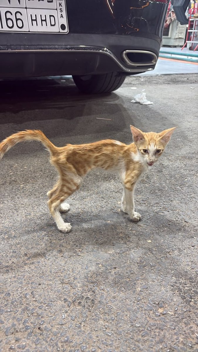 Animal_rescue0's tweet photo. #انقاذ #قطط #الرياض 
هذه البسه
لقيناها بالشرق ، نبغا منقذ ضروري الرياض انا مستعده اوصلها راح اتكفل باكلها واغراضها لاكن ماعندي مكان اليفه ونحيفه 0590069066 https://t.co/H3FWANPZVK