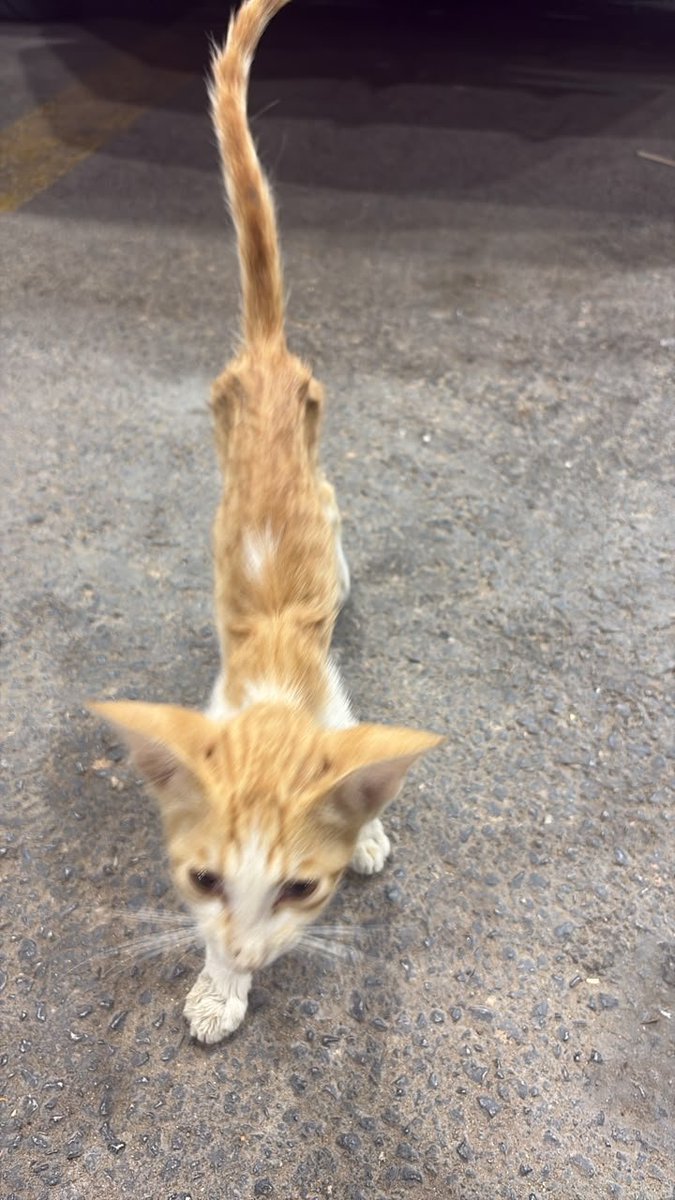 Animal_rescue0's tweet photo. #انقاذ #قطط #الرياض 
هذه البسه
لقيناها بالشرق ، نبغا منقذ ضروري الرياض انا مستعده اوصلها راح اتكفل باكلها واغراضها لاكن ماعندي مكان اليفه ونحيفه 0590069066 https://t.co/H3FWANPZVK