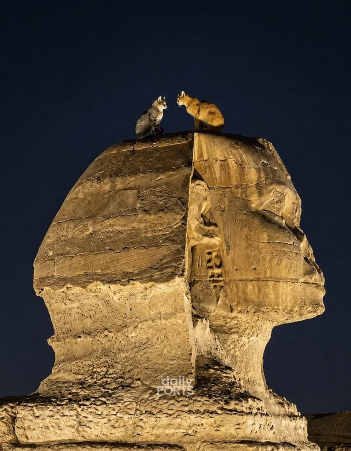 dailyportscom's tweet photo. Giza Sfenksi'nin üstünde buluşan iki kedinin görüntüsü sosyal medyada viral oldu. https://t.co/ncsLnZbCWM