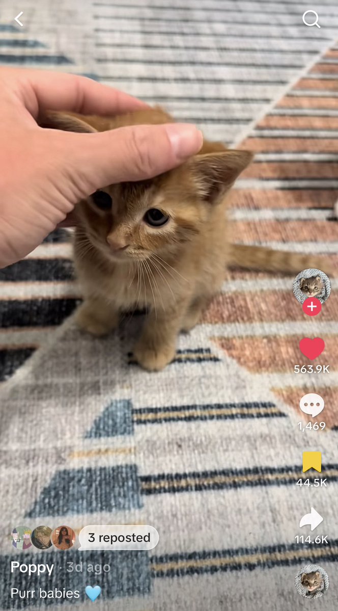 jamieswoodspoon's tweet photo. how do i explain that this kitten is daeron ii to me without sounding deranged https://t.co/vWZAcyO6Qd
