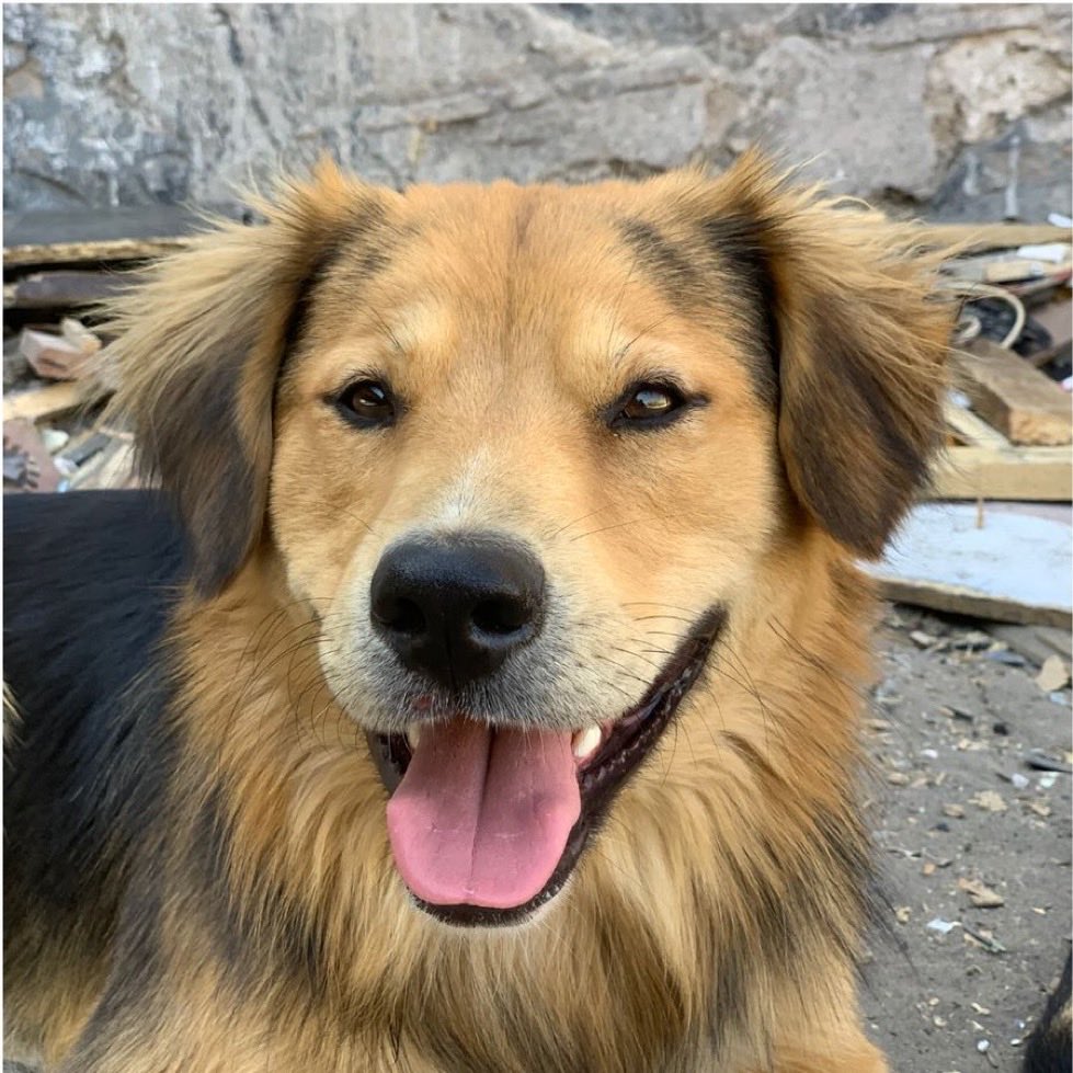 Meli35790's tweet photo. Morocho y Lulú son hermanitos, ¡no los separen! 🥺🐾 Tengo entendido que hay una familia dispuesta a adoptarlos juntos. @desbordes, por favor, devuelva a Morocho. Que puedan seguir juntos y recibir el amor de una misma familia. 🙏🏻❤️ https://t.co/8KbJ9vZoI8