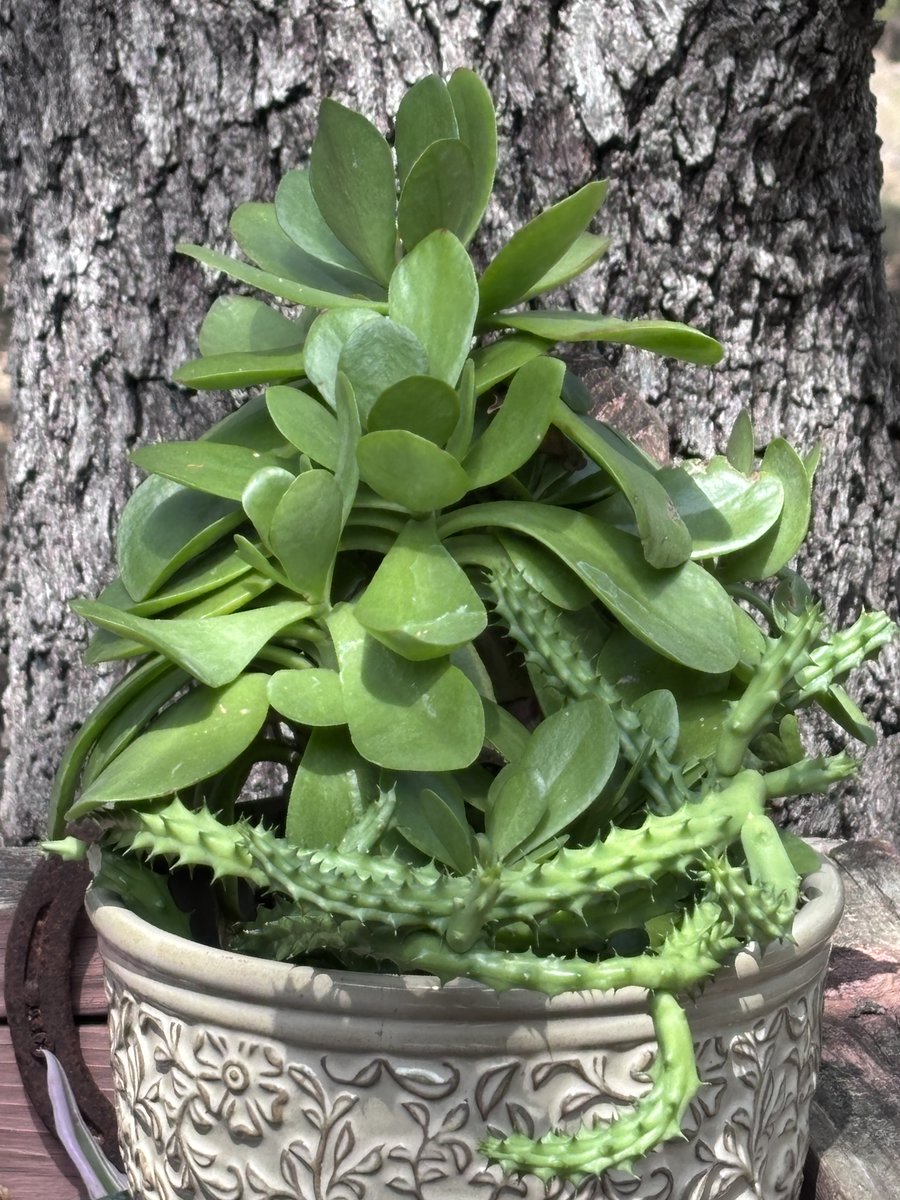 VannettaChapman's tweet photo. Someone let the crazy out this week. Think I'll spend some time staring at this succulent. #whackyweek #whatnow #gottlaugh https://t.co/qfugKcYtLq