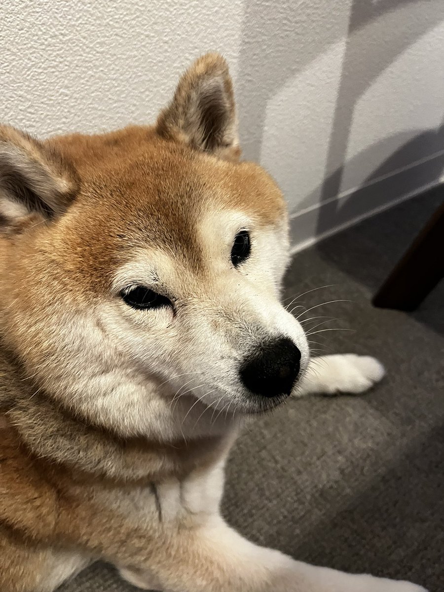 dayonden's tweet photo. 𝙷𝚊𝚙𝚙𝚢 𝙱𝚒𝚛𝚝𝚑𝚍𝚊𝚢メイ💕
14歳になりました。
これからも元気でがんばろうね💪 https://t.co/p1Hd3odFaZ