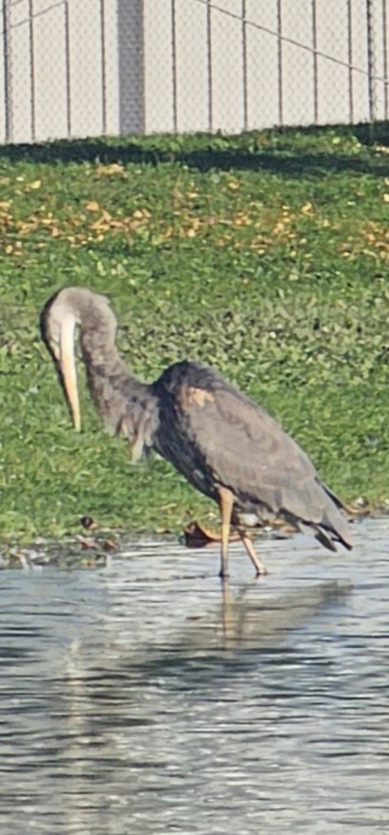 RitaRose98's tweet photo. He's so beautiful and stoic. Great Blue Heron. https://t.co/D72xCFTjBF
