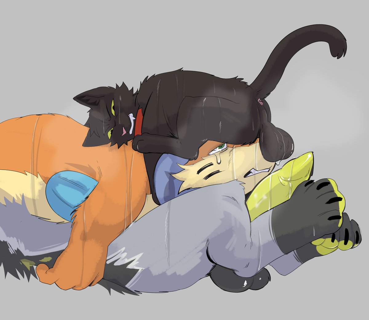 SoggyBuizel's tweet photo. If the cat fits, the cat sits. I just wish he could have chosen somewhere else to drop those danglers.. https://t.co/61BeFBGY9P