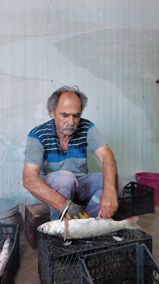 An older man with a gray mustache and balding head sits outdoors, scaling and gutting a large fish on a black plastic crate with a knife and scraper.