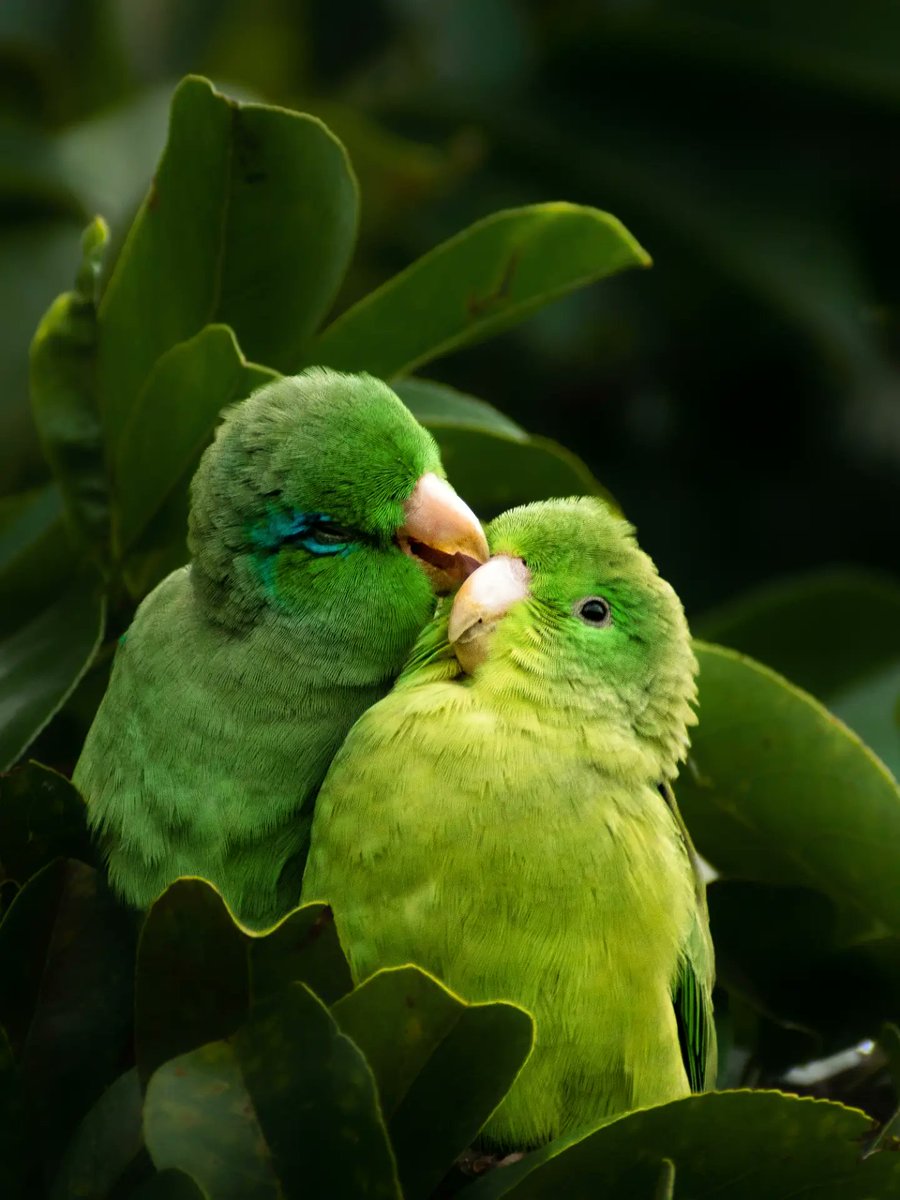 SOScotorras's tweet photo. “¿Quién dijo que el amor verdadero no existe en la naturaleza? 💚✨ Esta hermosa pareja de periquitos nos demuestra que la ternura y la complicidad son el lenguaje universal más puro. Un recordatorio perfecto para cuidar y valorar a quienes nos acompañan en el camino. Comenta con un 💚 si te alegraron el día”.

Gracias a @jdaniel_photography fotógrafo de Nature 🍃 y Wildlife 🐦‍⬛🦅🐿 por permitirnos compartir su mirada y ayudarnos a "defender este maravilloso tesoro" que son las vidas con alas.

Nosotras añadimos:

Míralos.

Se buscan.
Se cuidan.
Se acompañan.
Se aman ❤️

Son periquitos de anteojos.
Forpus conspicillatus.

En ellos se ha estudiado algo precioso: llamadas que funcionan casi como un “nombre”.

En las cotorras argentinas también se han estudiado voces únicas, huellas sonoras, identidad.

También se comercia con ellos.
También han sido criados, vendidos, movidos, encerrados y su hogar es un espacio amenazado o deforestado.

No exactamente con la misma historia que las cotorras argentinas en España,
pero sí dentro del mismo mundo:
el mundo donde las psitácidas pasan de ser aves libres
a ser mercancía, mascota, problema o etiqueta.

Comparten familia, inteligencia, vínculo, voz, sintiencia.

Y la forma en que los humanos decidimos su destino.

No mires solo la especie.
No mires solo el comercio.
No mires solo la etiqueta.

Mira la vida.

No es ruido.
No es molestia.
Es vínculo.

Y si podemos reconocer amor en unas aves,
¿por qué aceptamos que a otras las llamen plaga?

No mires solo la especie.
Mira la vida.

Mira con los ojos del corazón.

Otra mirada las salva.
Déjalas ser. 🪽💚

#DéjalasSer #CiudadesConAlas #OtraMiradaLasSalva #SinEstigma #SinMatanzas #Psitácidas #SeresSintientes #NaturalezaViva #AvesExoticas #Periquitos #AmorAnimal #FotografiaDeNaturaleza