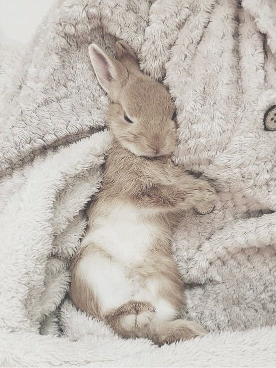 hourmuichiro's tweet photo. eepy bunny :( https://t.co/xURs0f2VGY
