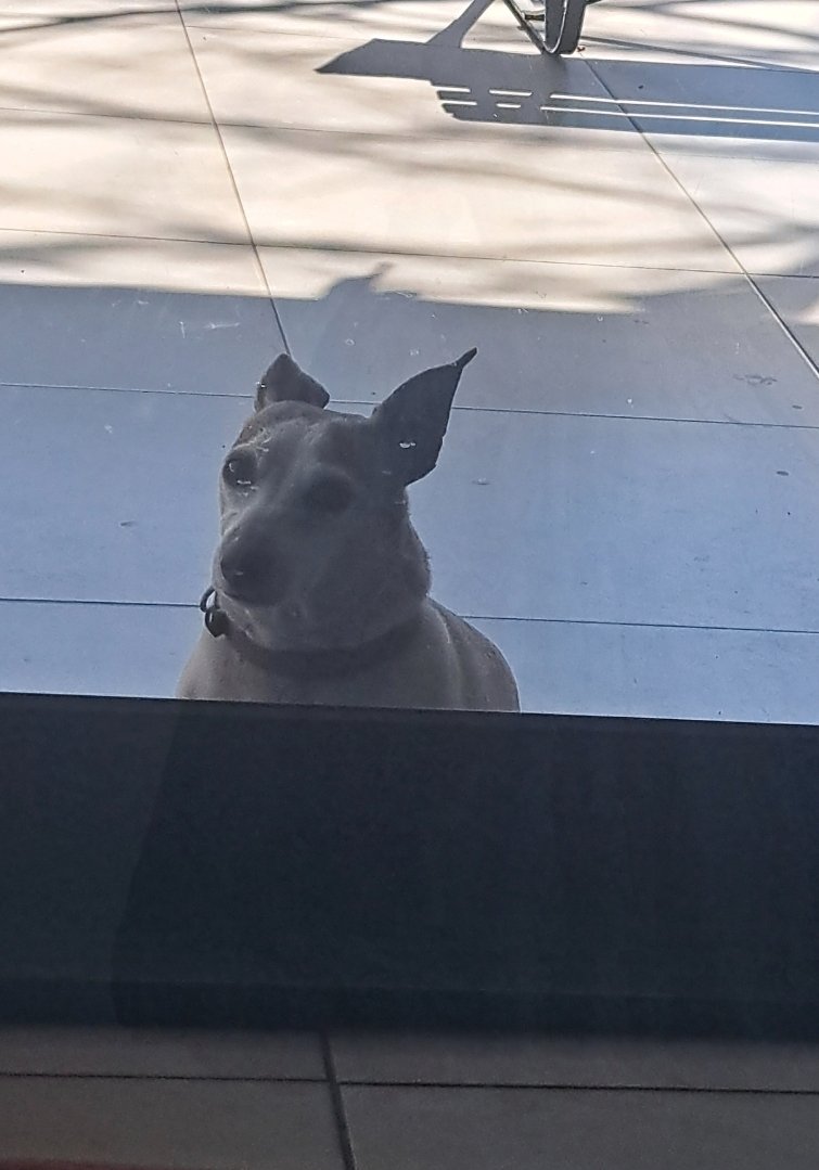 MrGothreaper's tweet photo. Not mine, my sister's dog, but she is so Shapeful https://t.co/Wq73zWTpRF