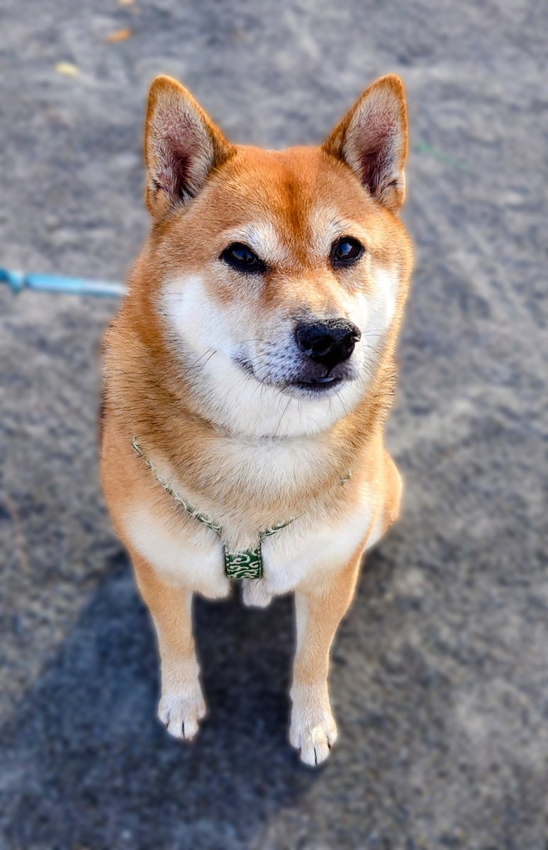 Google36303834's tweet photo. おはようございます🐶 https://t.co/P5AvVJBvkK