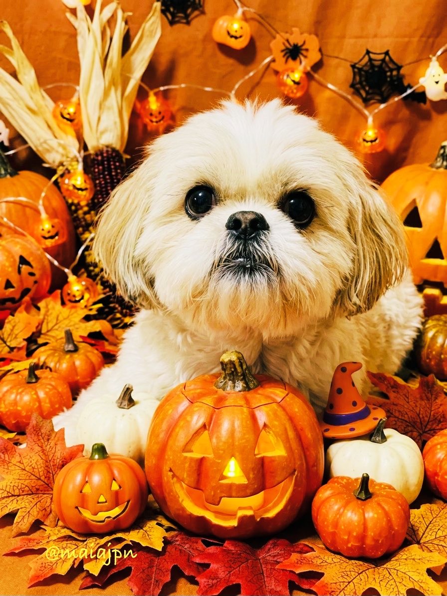 maiajpn's tweet photo. おはようございます🐾🎃🍃
爽やかな秋晴れが続きます🍁
連休前の金曜日ってなんか嬉しい
3連休お休みの方もお仕事の方も
素敵な週末をお過ごしください🎀 https://t.co/qvZcUcN5GD