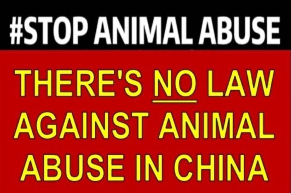 PhaedraXTeddy's tweet photo. I don't "get" this #MadeInChina video.
Not sure why #XiJinPing encourages his people to export this kind of video. Maybe for 🇨🇳 🇨🇳 🇨🇳 🇨🇳Chinese "working" abroad.
The rest that i have reported to police from the last three years are illegal and because of human values are not allowed outside of #China 🇨🇳 , a nation that does not share values of the rest of the world. Chinese videos even use innocent nonfamous foreigners' images as background in t*rture videos, even children, maybe even YOUR image.