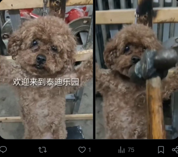 PhaedraXTeddy's tweet photo. I don't "get" this #MadeInChina video.
Not sure why #XiJinPing encourages his people to export this kind of video. Maybe for 🇨🇳 🇨🇳 🇨🇳 🇨🇳Chinese "working" abroad.
The rest that i have reported to police from the last three years are illegal and because of human values are not allowed outside of #China 🇨🇳 , a nation that does not share values of the rest of the world. Chinese videos even use innocent nonfamous foreigners' images as background in t*rture videos, even children, maybe even YOUR image.