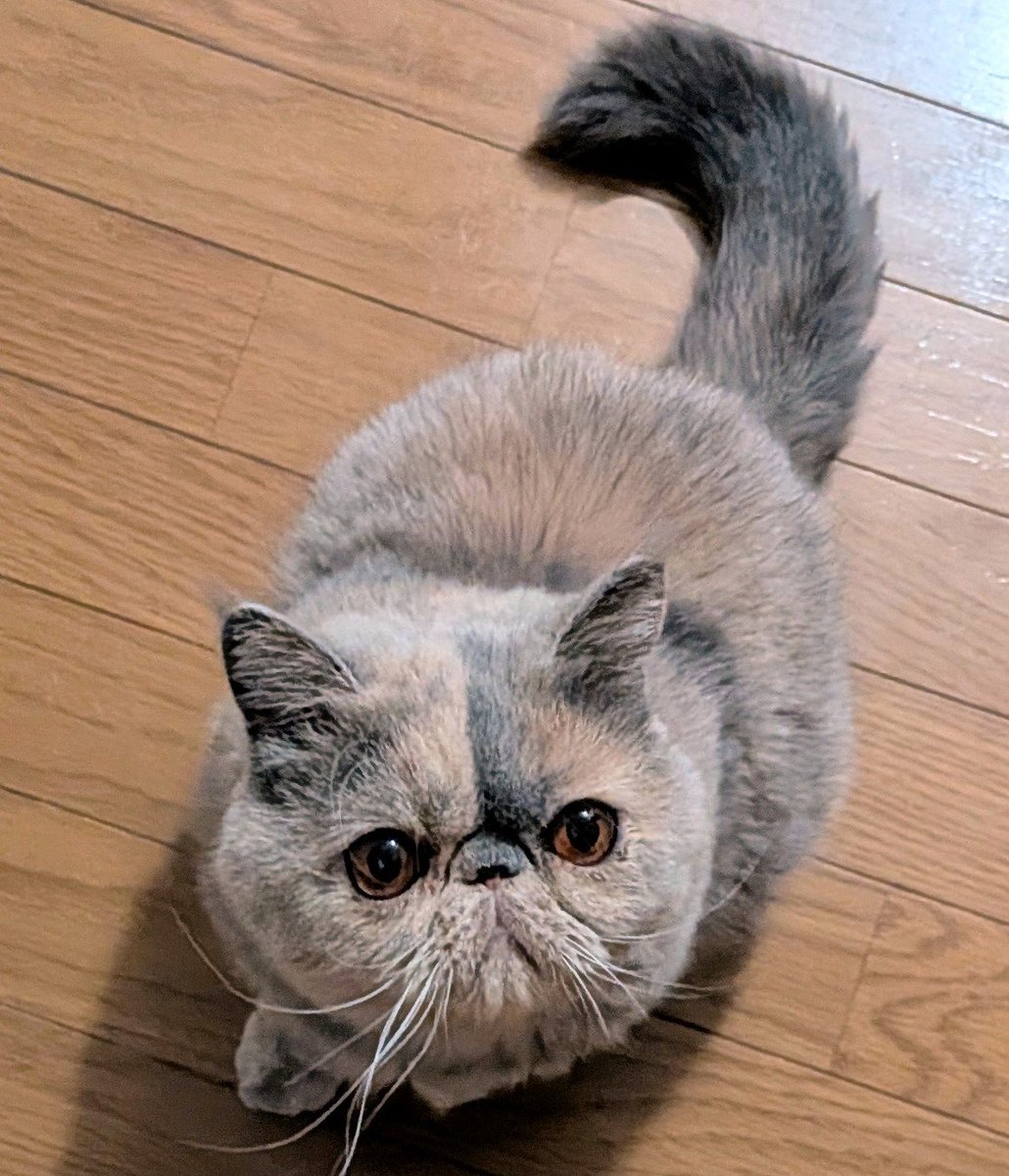benikoWneo's tweet photo. おはようございます☀
今朝は首、腕、背中が痛いなー
昨夜眠れなかったからかな？
そんな私に「大丈夫？」…ではなくて
「腹減った」と瞳で訴えかける まる
#猫のいる暮らし #エキゾチック https://t.co/8FFFNRWIJR