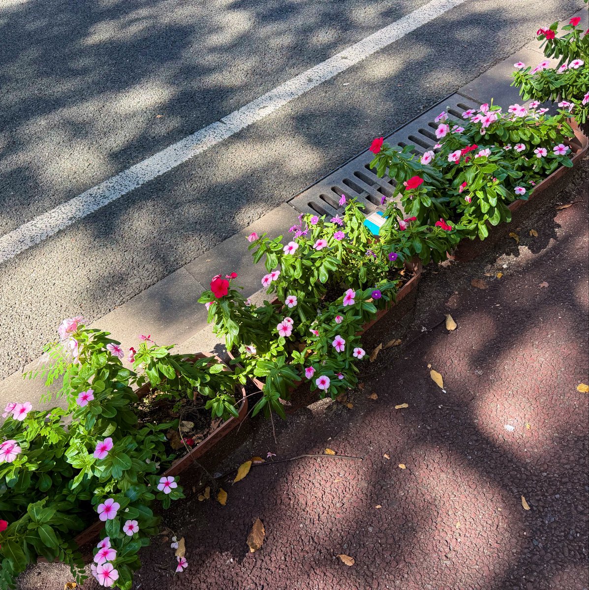 work68000's tweet photo. おはようございます

肌寒い朝にも慣れてきました。秋の木漏れ日は、少し間が空いて揺らいでいて面白いですね。金曜日、無理せずいこうと思います。

よい一日になりますように🍀 https://t.co/0NMac6H81M