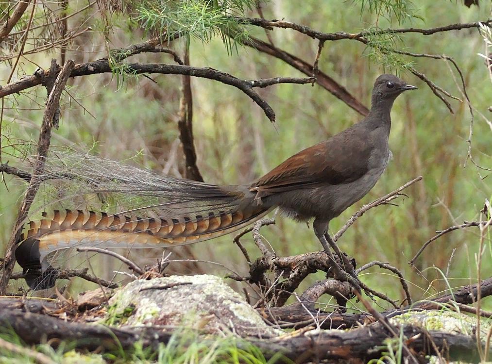 swewing's tweet photo. @brownsheep14 We have Lyrebirds which are basically a Mockingjay and will copy anything from crying babies to chainsaws. 

One time I left my cordless phone outside and the battery went flat. For about a month I was hearing the low battery alarm because a Lyrebird decided to copy it 🤣 https://t.co/Vi1kdkKjfn