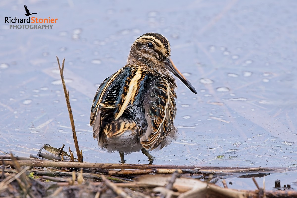 birdsonline001's tweet photo. Jack Snipe at Lower Moors this evening... https://t.co/BZdGCRBjCC