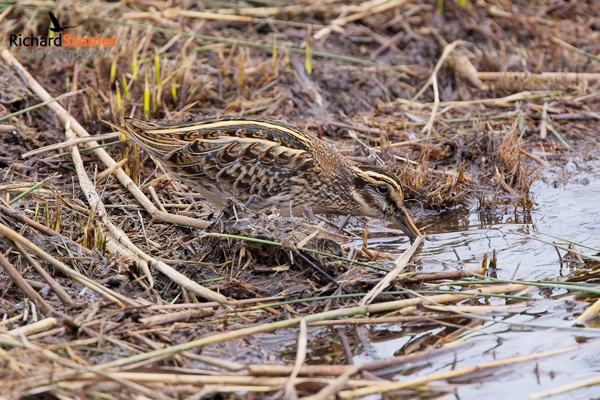 birdsonline001's tweet photo. Jack Snipe at Lower Moors this evening... https://t.co/BZdGCRBjCC
