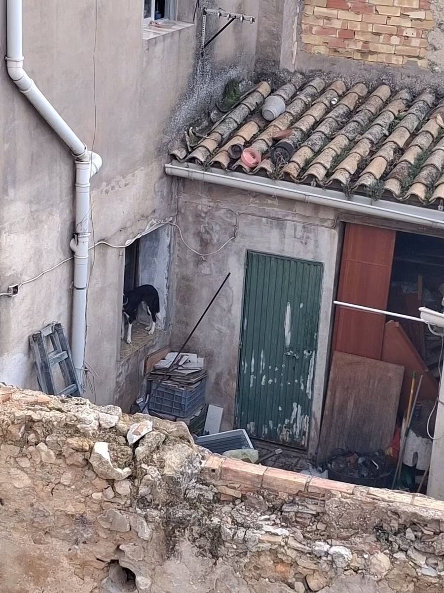 SilviaMylo's tweet photo. En Requena, Valencia y nada de esconder al perro. Si no es por las buenas que sea por las malas, hay una ley que debe cumplirse ‼️‼️
Copio :

A este perrito lo tienen en estas condiciones,desde ayer
Yo llame anoche la policía y vinieron pero no hicieron nada 
El pobre animal no se quita de esa ventana 
Yo fui anoche a hablar con los dueños y lo que hicieron fue tirarme la puerta 
A donde se puede dirigir para que vengan y les quiten ese pobre perrito, que lo tienen al sol y al agua 
Y me imagino que ni comida ni nada 
Gracias a quien pueda ayudar