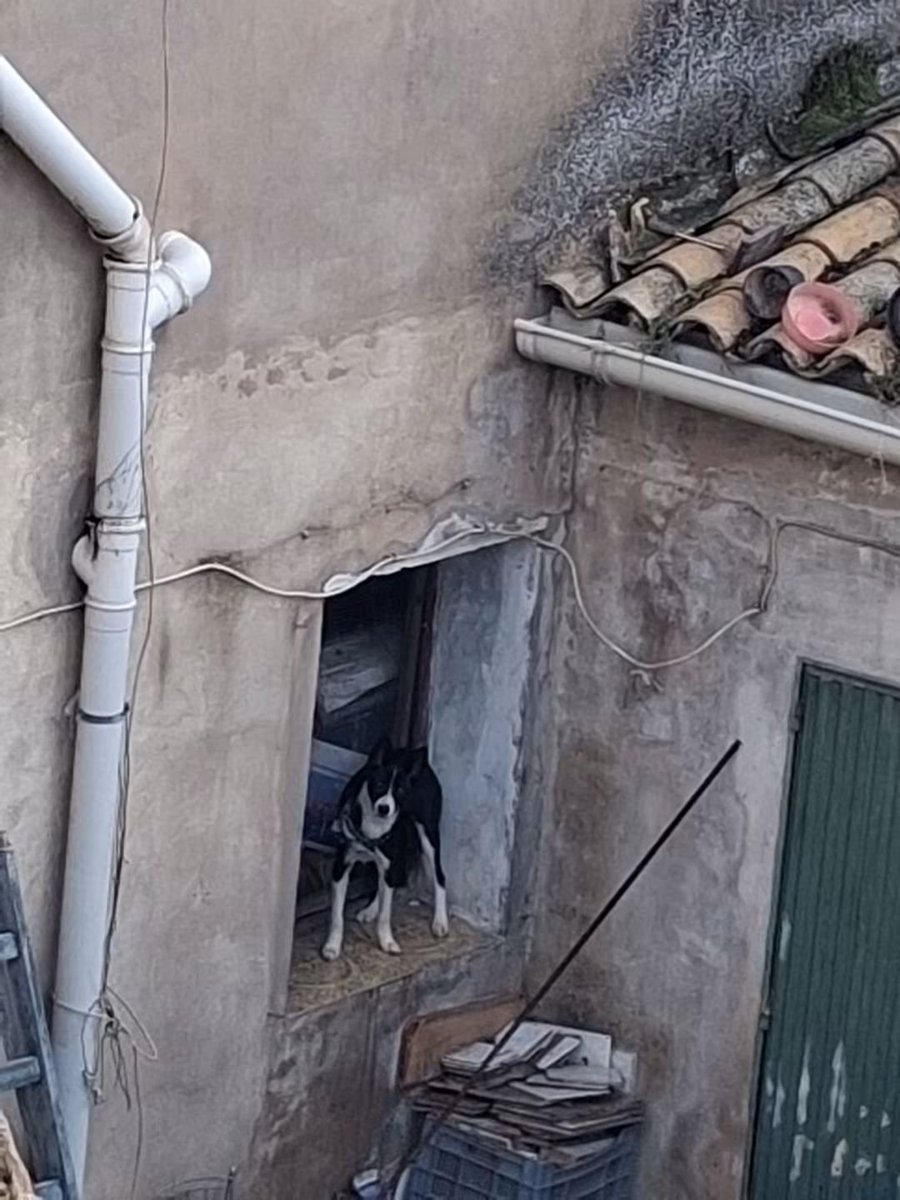 SilviaMylo's tweet photo. En Requena, Valencia y nada de esconder al perro. Si no es por las buenas que sea por las malas, hay una ley que debe cumplirse ‼️‼️
Copio :

A este perrito lo tienen en estas condiciones,desde ayer
Yo llame anoche la policía y vinieron pero no hicieron nada 
El pobre animal no se quita de esa ventana 
Yo fui anoche a hablar con los dueños y lo que hicieron fue tirarme la puerta 
A donde se puede dirigir para que vengan y les quiten ese pobre perrito, que lo tienen al sol y al agua 
Y me imagino que ni comida ni nada 
Gracias a quien pueda ayudar