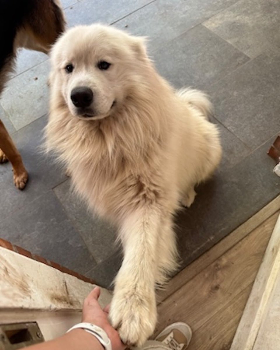 Kristian_Mella's tweet photo. QUERIDA COMUNIDAD 😔💔

Lamentamos informar que este es uno de los primeros perritos desaparecidos arrastrados por el aluvión

Nombre: Rex
Sector: San Ramón Poniente cerca del Paseo Los Dominicos.
Por favor si sabes de él y estás en el sector contáctanos al +56 9 5092 2085 https://t.co/dDHeC5cE83