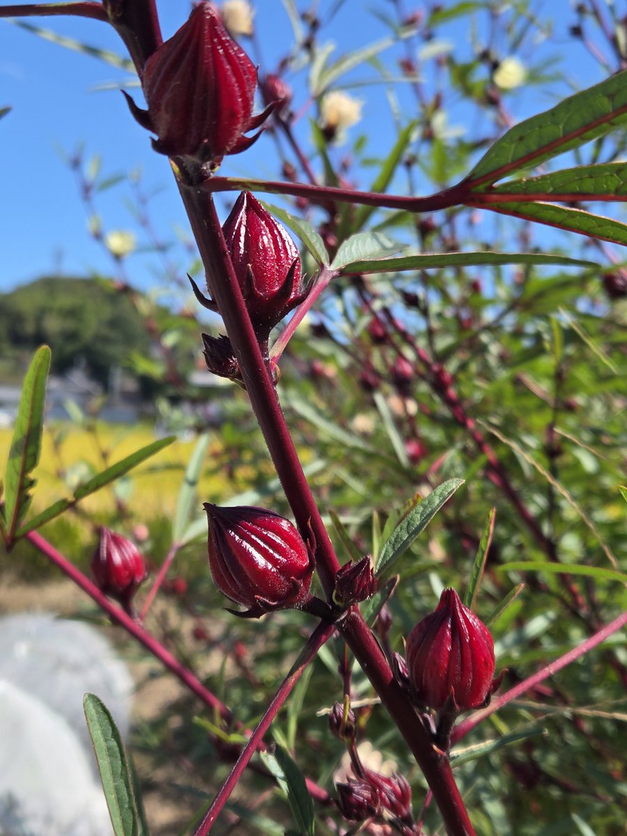 konatsu310's tweet photo. ローゼルのガクがだいぶ大きくなってきました✨
真っ赤なガクが青空に映えてきれい😍
ぼちぼち収穫していこうかな。
#家庭菜園
#自然栽培寄り
#畑のある暮らし
#家庭菜園好きな人と繋がりたい
#growyourown
#organicgardening https://t.co/qopHyASabP