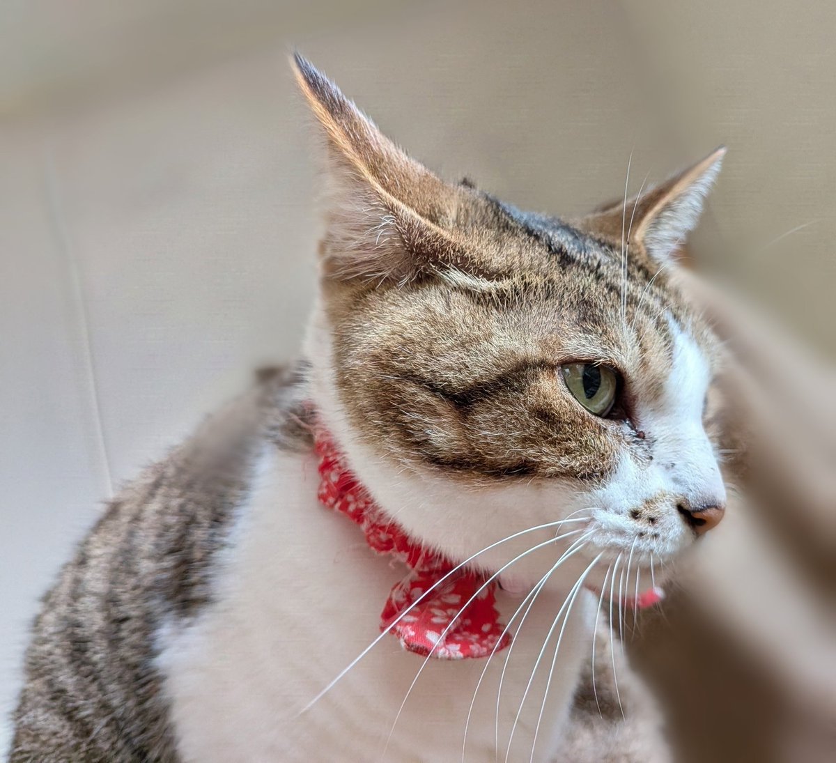 benikoWneo's tweet photo. 今日もいい天気になりそうだね☀
小麦ちゃんのイカ耳はいかが？
#猫のいる暮らし https://t.co/ajJTIpdRLc