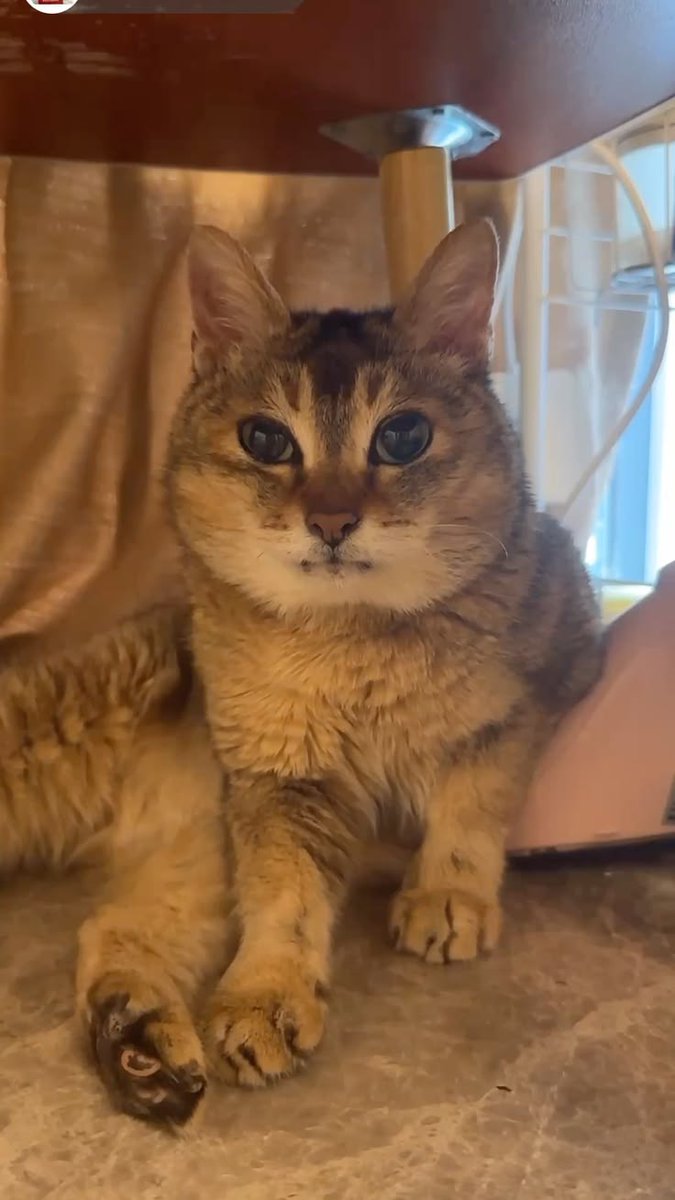 zuliexbb's tweet photo. she look mad as fuckkk whatd they do to you sister mei? https://t.co/jMlEgjACtP