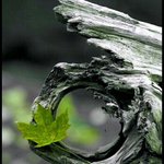 Photo by (Περσεφόνη)El jardín vuelve. (@presademi)