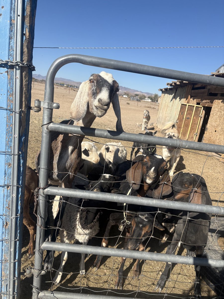M3RM8iiD's tweet photo. Apparently, the morning staff meeting was mandatory… and EVERYONE had complaints. 🐐😂

No coffee. No personal space. Just a whole lot of attitude before breakfast.

Welcome to another morning on the farm! 🤠❤️

Be honest… which one looks like the troublemaker? 👀👇

#FarmLife https://t.co/a6KcNIBGtA