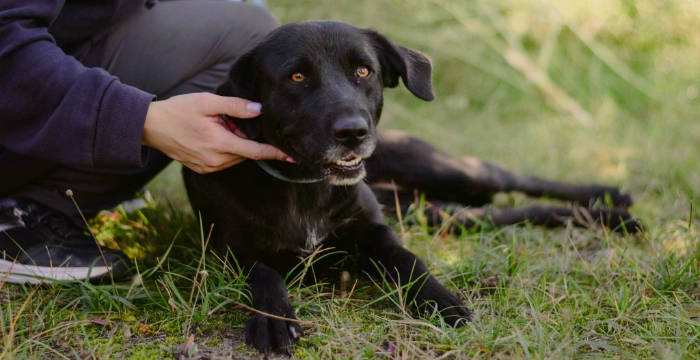LabradoryOrg's tweet photo. Naomi, ok. 2 letnia sunia do adopcji Więcej: https://t.co/aCZWVX9rQj: 517634246 #labradoryorg #labradorydoadopcji #labrador #labradorretriever #adoptujpsa #domtymczasowy https://t.co/Vwf40Arn3X